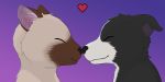  &lt;3 absurd_res anthro boop border_collie canid canine canis collie domestic_cat domestic_dog duo felid feline felis haika herding_dog hi_res icon male mammal nose_to_nose nose_touch nose_touching pastoral_dog romantic_couple sheepdog siamese 