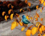  ambiguous_gender avian bird blue_body blue_feathers cardinal_(bird) feathers feral indigo_bunting leaf nambroth oil_painting_(artwork) oscine outside painting_(artwork) passerina passerine plant realistic solo text traditional_media_(artwork) url 