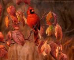  2020 ambiguous_gender avian bird cardinal_(bird) feral leaf nambroth northern_cardinal oil_painting_(artwork) oscine painting_(artwork) passerine plant realistic solo text traditional_media_(artwork) url 
