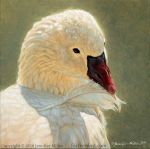 2018 ambiguous_gender anatid anseriform anserinae avian beak bird black_eyes feather_preening feathers feral goose nambroth oil_painting_(artwork) painting_(artwork) personal_grooming solo traditional_media_(artwork) white_body white_feathers 