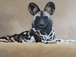  african_wild_dog ambiguous_gender brown_eyes canid canine chandlerwildlifeart feral fur looking_at_viewer mammal multicolored_body multicolored_fur oil_painting_(artwork) painting_(artwork) photorealism round_ears solo traditional_media_(artwork) 