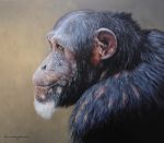  ambiguous_gender ape beard black_body black_fur chandlerwildlifeart chimpanzee facial_hair feral fur haplorhine mammal oil_painting_(artwork) orange_eyes painting_(artwork) photorealism primate solo traditional_media_(artwork) 