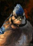  ambiguous_gender avian bird blue_jay brown_eyes corvid feral jay_(bird) looking_at_viewer nambroth new_world_jay oil_painting_(artwork) oscine painting_(artwork) passerine solo text traditional_media_(artwork) url 