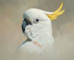  ambiguous_gender avian bird black_eyes chandlerwildlifeart cockatoo feathers feral oil_painting_(artwork) painting_(artwork) parrot photorealism realistic solo traditional_media_(artwork) white_body white_feathers 
