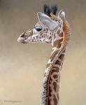  ambiguous_gender black_eyes chandlerwildlifeart feral giraffe giraffid long_neck mammal oil_painting_(artwork) painting_(artwork) photorealism solo traditional_media_(artwork) 