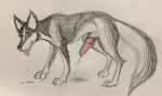  absurd_res anatomically_correct anatomically_correct_genitalia anatomically_correct_penis animal_genitalia animal_penis black_body black_fur black_nose bodily_fluids breath canid canine canine_penis canis colored_pencil_(artwork) colored_sketch cum cumshot domestic_dog ejaculation feral fur galluslafayetti genital_fluids genitals hair heterochromia hi_res husky knot long_hair looking_pleasured male mammal nordic_sled_dog orgasm panting peeing penis solo spitz teeth_showing tongue tongue_out traditional_media_(artwork) urine white_body white_fur 
