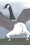  2020 absurd_res ambiguous_gender anatid anseriform anserinae avian beak big_butt bird black_body black_eyes black_feathers blurred_background butt canada_goose crouching dot_eyes feathers feet feral goose grass grey_beak grey_body grey_feathers hi_res huge_butt humanoid_feet rear_view solo split_form spread_legs spread_wings spreading standing tommy_siegel white_body white_feathers wings 