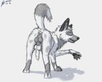  5:4 african_wild_dog animal_genitalia animal_penis balls canid canine canine_penis canis digital_media_(artwork) domestic_dog erection feral fur genitals hi_res knot male mammal nude penis pinup pose quadruped solo soulgryph unfinished 