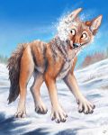  2020 4:5 4_toes ambiguous_gender black_nose brown_body brown_fur canid canine canis coyote day detailed_background digital_media_(artwork) feral fur hi_res kebi mammal open_mouth outside paws red_tongue sky snow solo teeth toes tongue 