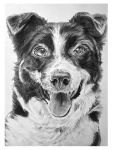  3:4 ambiguous_gender border border_collie canid canine canis collie domestic_dog elviranl feral graphite_(artwork) greyscale herding_dog hi_res looking_at_viewer mammal monochrome pastoral_dog pencil_(artwork) realistic sheepdog solo tongue tongue_out traditional_media_(artwork) white_border 