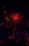  absurdres bug butterfly commentary_request dark flower glowing highres insect no_humans original petals red_theme scenery skyrick9413 spider_lily translation_request 