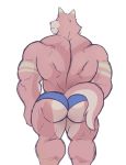  2020 absurd_res anthro back_muscles blue_clothing blue_underwear butt canid canine canis clothing crocobu fur furgonomics hi_res kane_(crocobu) male mammal mostly_nude muscular muscular_anthro muscular_arms muscular_male portrait rear_view red_body red_fur simple_background solo standing three-quarter_portrait topless_male underwear white_background wolf 