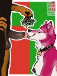  3:4 5_fingers a-pony anthro balls black_body black_claws black_fur black_nipples black_nose black_pawpads breasts canid canine canis christmas claws collar countershading digital_drawing_(artwork) digital_media_(artwork) doberman_(species) dog_tags domestic_dog duo eyes_closed female fingers fur genitals hi_res holidays husky licking male male/female mammal mistletoe multicolored_penis nipples nordic_sled_dog oral pawpads penile penis penis_lick pink_body pink_fur pink_tongue plant sex signature smile spitz submissive submissive_female tongue tongue_out white_body white_fur 