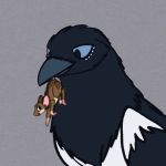  1:1 2020 ambiguous_gender animated avian bird black_body black_feathers blue_eyes brown_body brown_fur capp_(magpie_magnetism) corvid duo fang_(magpie_magnetism) feathers feral fur macro magpie_(corvid) magpie_magnetism mammal micro mouse murid murine oral_vore oscine passerine rodent short_playtime simple_background size_difference soft_vore swallowing vore 
