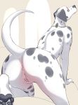  2020 anthro anus butt canid canine canis dalmatian domestic_dog female fur genitals kikurage looking_at_viewer looking_back mammal pillarbox presenting presenting_hindquarters presenting_pussy pussy raised_tail simple_background solo unfinished 