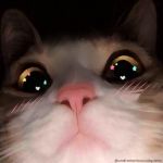  &lt;3 1:1 ambiguous_gender blush brown_body brown_fur close-up domestic_cat edit felid feline felis feral fur looking_at_viewer mammal meme photo_manipulation pink_nose signature solo star undramaticoo white_body white_fur yellow_eyes 