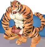  2020 abs anthro balls beastsauc3 biceps black_stripes brown_eyes claws clothed clothing clothing_aside clothing_pull crouching erection facial_hair fangs felid finger_claws fur genitals hi_res jockstrap jockstrap_aside jockstrap_pull looking_at_viewer male mammal muscular muscular_anthro muscular_male nipples open_mouth orange_body orange_fur pantherine pecs penis presenting presenting_penis pubes quads sharp_teeth skimpy solo striped_body striped_fur stripes teeth tiger tongue tongue_out triceps underwear underwear_aside underwear_pull whiskers 