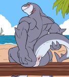  anthro anus back_muscles beach blush butt fin fish grey_body hi_res looking_at_viewer looking_back male marine muscular muscular_anthro muscular_male nude outside presenting presenting_anus presenting_hindquarters raised_tail rear_view red_eyes seaside shark sharkiedude sharp_teeth sitting solo teeth 