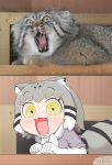  animal_ears cat cat_ears commentary_request elbow_gloves fangs fur_collar gloves grey_hair highres kemono_friends multicolored_hair nanachii_(nanatidayo) open_mouth pallas&#039;s_cat pallas&#039;s_cat_(kemono_friends) photo-referenced photo_inset skirt yellow_eyes 