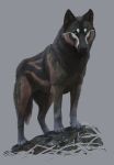  alienlion ambiguous_gender black_body black_fur blue_eyes brown_body brown_fur canid canine canis feral fur hi_res hiona mammal mouth_closed solo standing wolf 