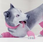  3d_(artwork) canid canine canis clothing collar digital_media_(artwork) domestic_dog epithymia eyeliner feral footwear fur herding_dog hi_res husky makeup mammal nordic_sled_dog pastoral_dog pink_tongue profile_picture simple_background smile socks solo spitz teeth_showing tongue tongue_out white_background 