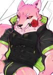  anthro better_version_at_source bulge canid canine canis clothing cydonia_xia ear_piercing flower flower_in_mouth fur hi_res looking_at_viewer male mammal muscular muscular_anthro muscular_male nipples piercing pink_body pink_fur plant rose_(flower) simple_background solo solo_focus underwear wolf 