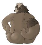  2021 anthro bbbustertemp belly black_nose brown_body brown_fur butt canid canine fur hi_res male mammal moobs overweight overweight_anthro overweight_male raccoon_dog sihai&#039;s_legacy simple_background sitting solo tanuki video_games visual_novel white_background 