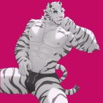  1boy abs absurdres animal_ears arknights bara black_male_underwear blue_eyes briefs bulge chest_hair feet_out_of_frame furry highres male_focus male_underwear mountain_(arknights) muscular muscular_male navel nipples pectorals pink_background short_hair sitting solo spread_legs thick_thighs thighs tiger_boy tiger_ears tiger_stripes uiokv underwear underwear_only white_fur white_hair 