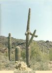  cactus tagme 