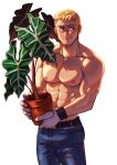 1boy abs bara blonde_hair blush bulge denim facial_hair goatee highres holding holding_pot jeans looking_to_the_side male_focus mocucumo muscular muscular_male navel nipples original pants pectorals plant pot potted_plant scar scar_on_face scar_on_nose shirtless short_hair simple_background smile solo white_background 