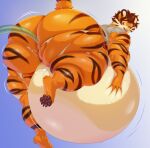  4_toes anthro artisipancake belly big_belly big_butt blush brown_eyes butt clothing feet felid fur hair hi_res huge_butt hyper hyper_belly inflation kaydex looking_back male mammal muscular muscular_anthro muscular_male navel open_mouth orange_body orange_fur pantherine solo stripes thick_thighs tiger toes torn_clothing 