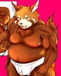  2021 ailurid anthro asakura_kento belly brown_body brown_fur bulge fur hi_res kemono male mammal moobs nipples overweight overweight_anthro overweight_male red_panda solo 