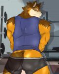  4:5 absurd_res anthro barrel_(live-a-hero) bottomwear butt canid canine canis clothed clothing embarrassed exercise gym hi_res inuyama_kensin live-a-hero looking_at_viewer looking_back male mammal partially_clothed shorts shorts_down solo wolf workout workout_clothing 