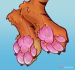 anthro brown_claws candy claws countershade_feet countershading dessert feet felid feline finger_claws food foot_fetish foot_focus foot_rub fur ginger_body ginger_fur hi_res jelly_bean koshkame male mammal nefitail orange_body orange_fur pantherine pawpads paws pink_claws pink_pawpads pink_paws raised_paw soles solo solo_focus stripes tiger toes