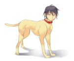  all_fours black_eyes black_hair borusen canid canine canis collar domestic_dog feral hair hairless hi_res human human_faced_feral humanoid_face hybrid looking_at_viewer male mammal red_collar shadow simple_background white_background 