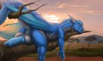  anus balls belly_scales blue_anus blue_knot blue_pawpads blue_penis deanosaior dragon erection feral genitals grey_balls grey_body grey_horn grey_scales hi_res horn ishiru knot male mythological_creature mythological_scalie mythology pawpads penis savanna scales scalie solo 
