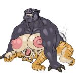  1:1 ahegao anthro areola big_areola big_breasts big_muscles big_nipples black_body black_fur black_stripes bodily_fluids breast_squish breasts claws curling_toes duo erect_nipples eye_roll feet felid female female_penetrated flexible from_front_position fucked_silly fur hindpaw huge_areola huge_breasts huge_nipples interspecies looking_pleasured lying male male/female male_penetrating male_penetrating_female mammal missionary_position moan motion_blur multicolored_body multicolored_fur muscular muscular_male nipples nude on_back open_mouth orange_body orange_fur pantherine paws penetration pink_nipples predator/prey rampage0118 rough_sex saliva sex simple_background squish stripes suina tan_body tan_fur tiger toe_claws toes tongue white_background 