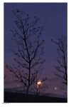  bare_tree blue_sky border chinese_commentary cloud commentary_request dated dusk gradient_sky highres lamppost leaf no_humans one-hour_drawing_challenge original outdoors railing sanshui_guantang scenery signature sky tree white_border 