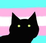  ambiguous_gender black_body black_fur cursed_cat domestic_cat felid feline felis fur glistening glistening_eyes green_eyes insomninaut lgbt_pride mammal pride_colors transgender_pride_colors 