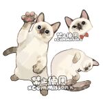  animal animal_focus arm_up blue_eyes bow bowtie cat colorpoint_(pattern) commission cropped_head curled_up full_body looking_at_viewer lying multiple_views no_humans on_side original pawpads rearing red_bow red_bowtie siamese_cat simple_background swatting watermark white_background xiao_bo_kuai_kuai 