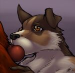 2013 ambiguous_gender ambiguous_penetrated anthro anthro_penetrated bodily_fluids brown_body brown_eyes brown_fur canid canine claws deezmo duo fur genitals gradient_background male male/ambiguous male_penetrating male_penetrating_ambiguous mammal multicolored_body multicolored_fur oral penetration penis penis_in_mouth red_body red_fur sex simple_background white_body white_fur