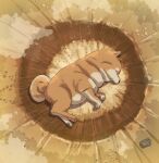  2025 ambiguous_gender bow_(artist) canid canine canis countershading crater curled_tail domestic_dog eyes_closed feral fur hi_res mammal nude orange_body orange_fur pawpads paws shiba_inu sleeping snout solo spitz tail yamcha_death_pose 