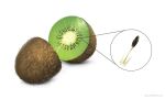  food fruit kiwifruit not_furry nurikabenuri plant seed simple_background white_background zero_pictured zoom_in 