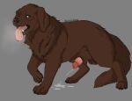 animal_genitalia beastlygemstone bird_dog bodily_fluids breath brown_body brown_fur canid canine canine_genitalia canis cum cum_on_penis cumshot domestic_dog ejaculation feral fur genital_fluids genitals hi_res hunting_dog knot knot_in_sheath knotted_penis labrador male mammal panting penis retriever sheath solo