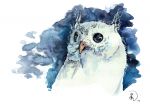  albino ambiguous_gender avian bird dstever owl painting_(artwork) solo traditional_media_(artwork) watercolor_(artwork) 