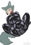  anthro beastars bent_legs blush bodysuit bulge bulge_fondling canid canine canis clothing collar feet foot_focus fur grey_body grey_fur hi_res humanoid_feet kandlin legoshi_(beastars) male mammal plantigrade red_eyes rubber rubber_suit simple_background skinsuit solo tight_clothing wolf 