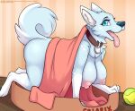  all_fours anthro ball bedding big_breasts blanket blue_body blue_eyes blue_fur breasts canid canine canis colarix colarix_(fursona) collar dog_bed domestic_dog female fluffy fluffy_tail fur husky mammal neck_tuft nipples nordic_sled_dog nude petplay roleplay solo spitz tennis_ball tongue tongue_out tuft 
