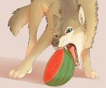  2020 brown_body brown_fur canid canine canis eating fangs feral food fruit fur light lighting mammal melon open_mouth plant shadow solo teeth tongue watermelon wolf yshanii 