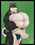  2017 5_fingers anthro big_bulge big_muscles big_pecs bulge canid canine canis clothed clothing domestic_dog fingers green_eyes hi_res huge_muscles huge_pecs hyper hyper_muscles hyper_pecs male mammal muscular muscular_anthro muscular_male open_mouth pecs shiba_inu smile solo sonicgamer spitz standing tongue tongue_out underwear underwear_only 