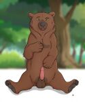  anatomically_correct animal_genitalia balls blep brown_bear dirty.paws erection feet feral forest genitals hi_res male mammal pawpads paws peaking penis plant presenting sheath solo spread_legs spreading tongue tongue_out tree ursid ursine 